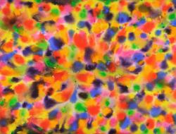 daniel-haas-2