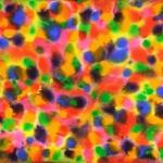 daniel-haas-16